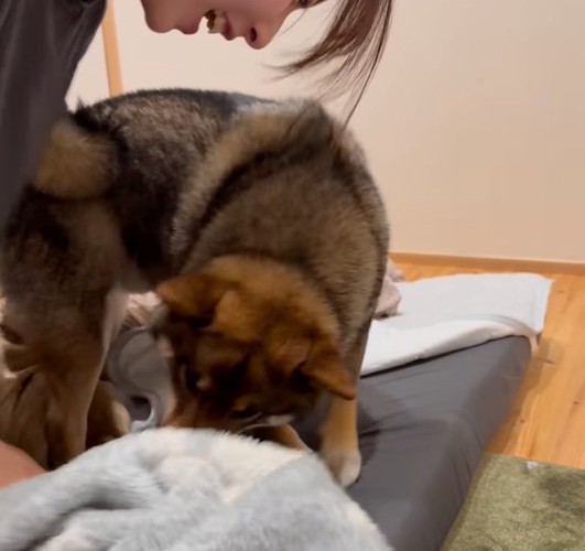 飼い主の手を止める柴犬