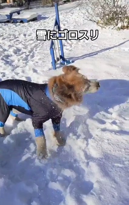 ブルブルするホップくん