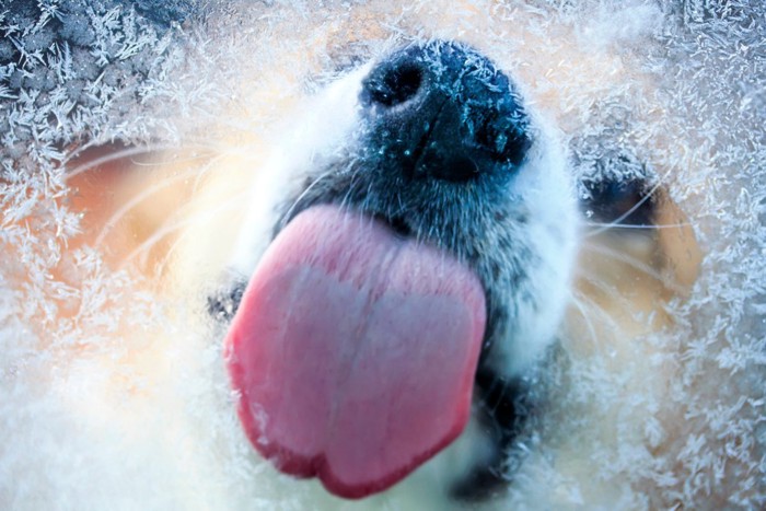 舐める犬