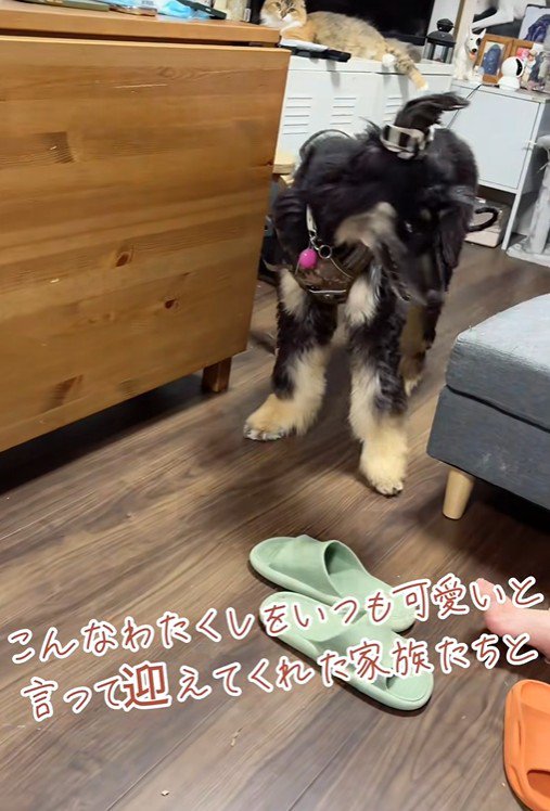 ご家族に溺愛されているそう♪