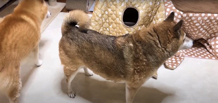 カーペットの上に立っている2匹の柴犬