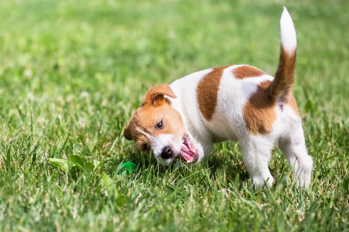 お尻をあげて遊ぶ子犬