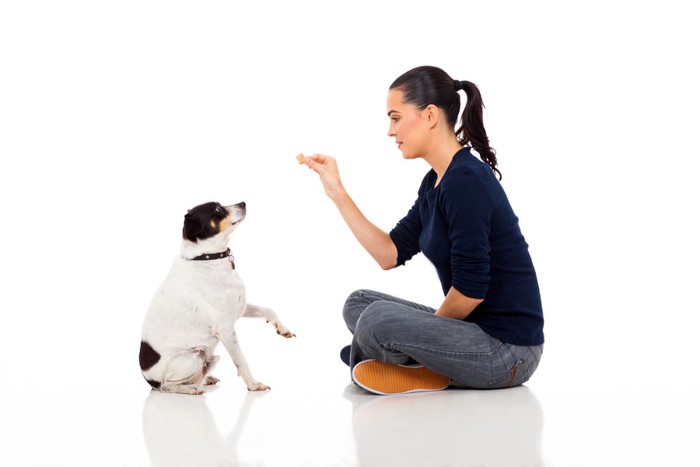 飼い主とトレーニングする犬