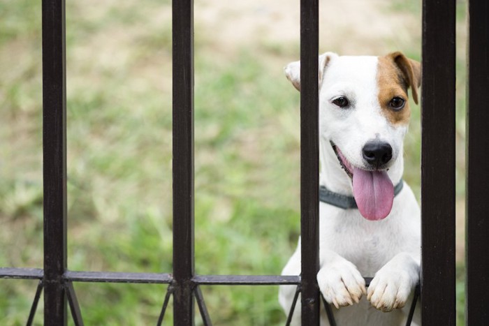 玄関の鉄格子の向こうでお出迎えする犬