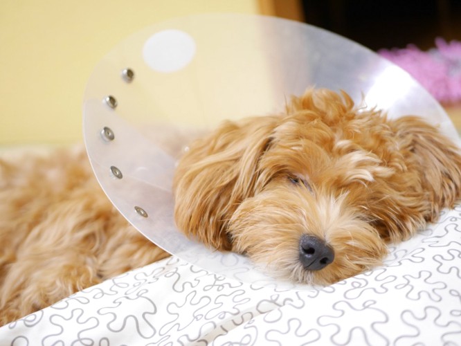 ぐったりしている犬