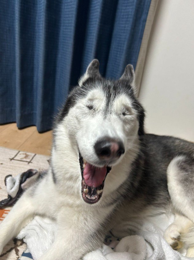 ラニちゃんがあくびをする瞬間5