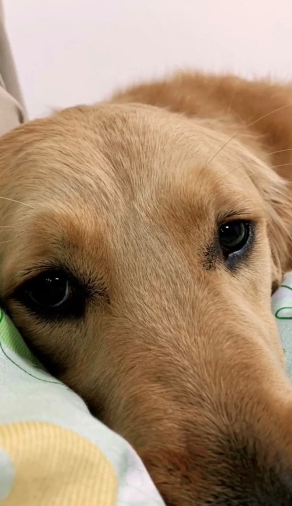 布団の上でじっとこちらを見る犬