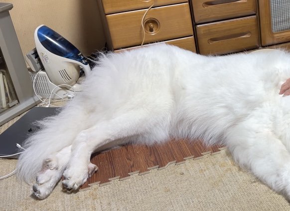 床に寝そべる犬