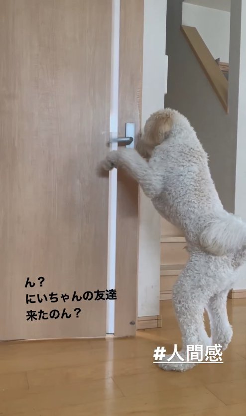 立ち上がってドアの隙間を覗いている犬