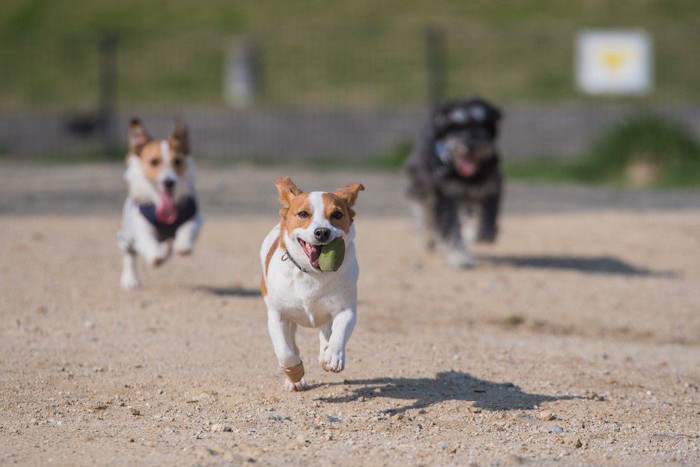 ドッグランでボールを使って遊ぶ犬たち