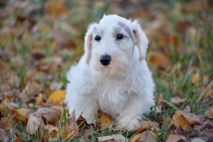 シーリハムテリア子犬