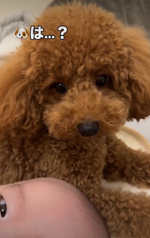 見つめる犬2