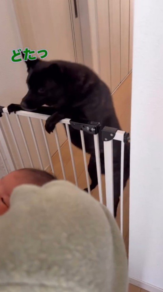 柵に前足を乗せて動き回る犬