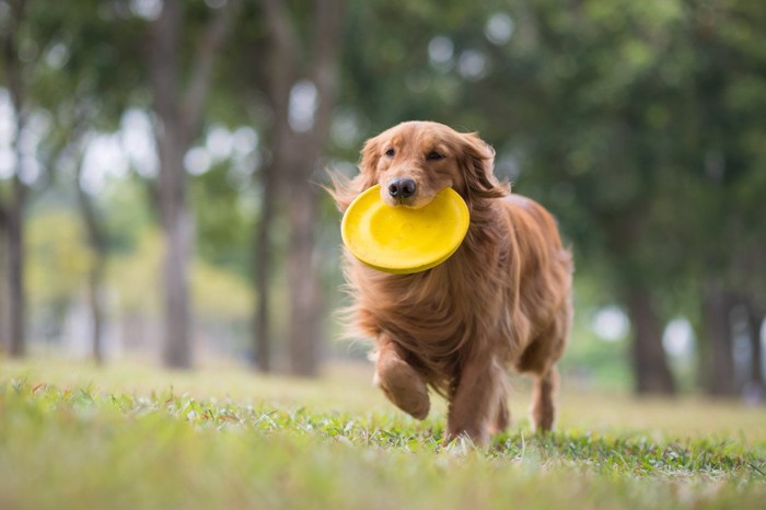 フリスビーを持ってくる犬