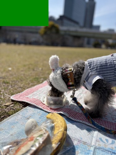 最近のピクニック