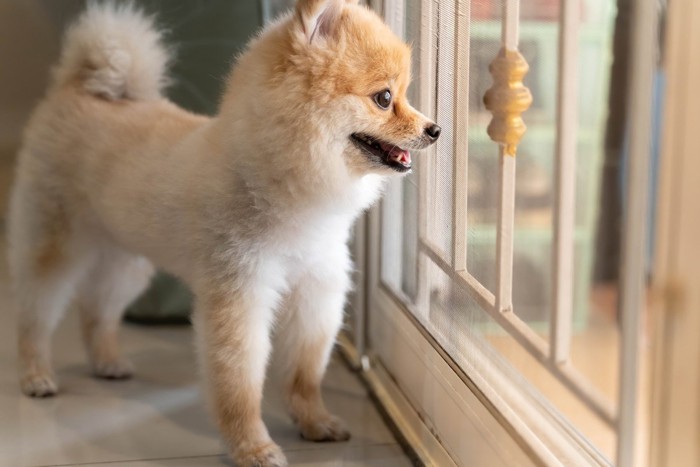 飼い主の帰宅に気付いた犬