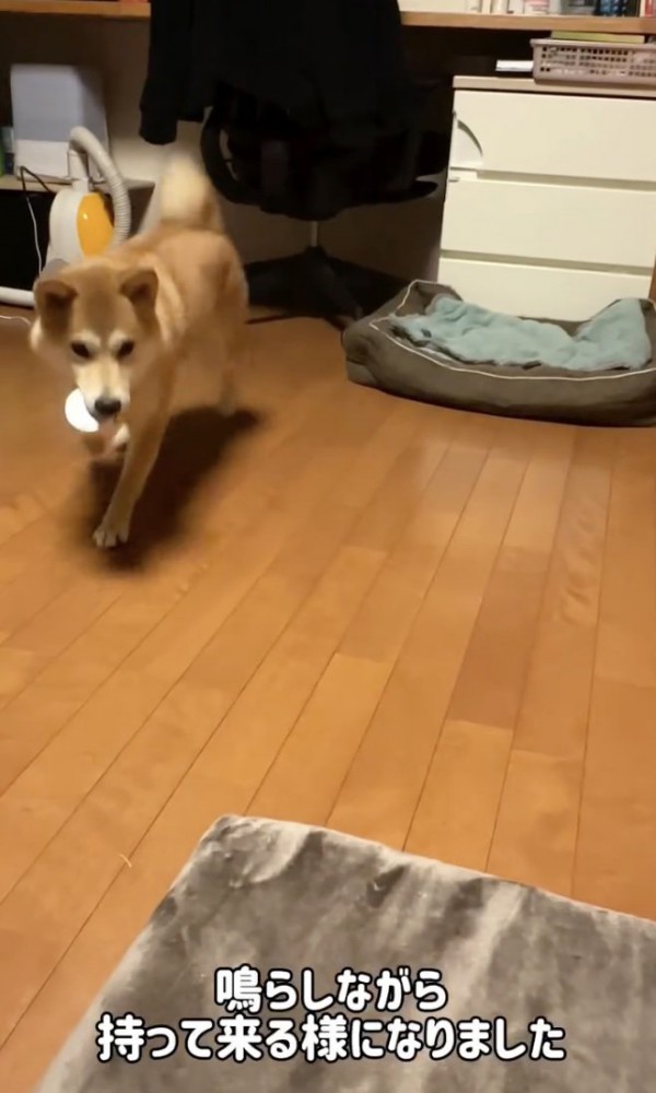 ピンポーン