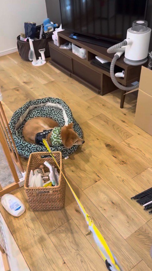 リードに引っ張られて部屋の中を移動する犬