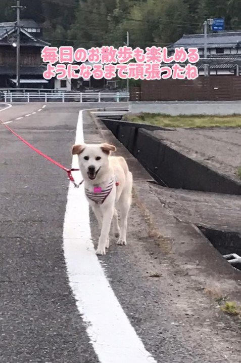 きなこちゃんの変化、もなかちゃんとの出会い4