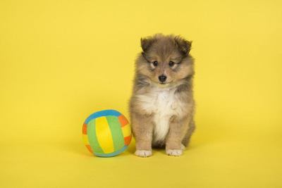 ボールの横でおすわりするシェットランドシープドッグの幼犬