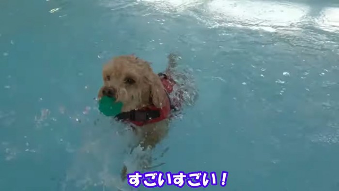 上手に泳いでいます！