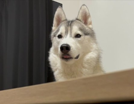 ハスキー