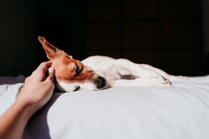 寝ている犬