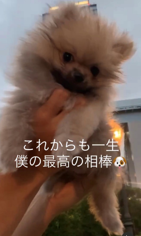 両手で抱えあげられるポメラニアンの子犬