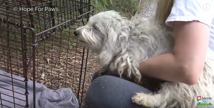 ケージに入れられる犬