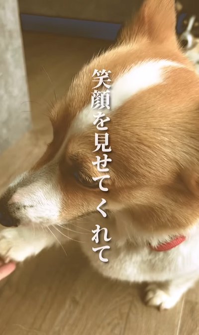 お手する犬