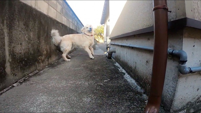 カメラをふり返る犬