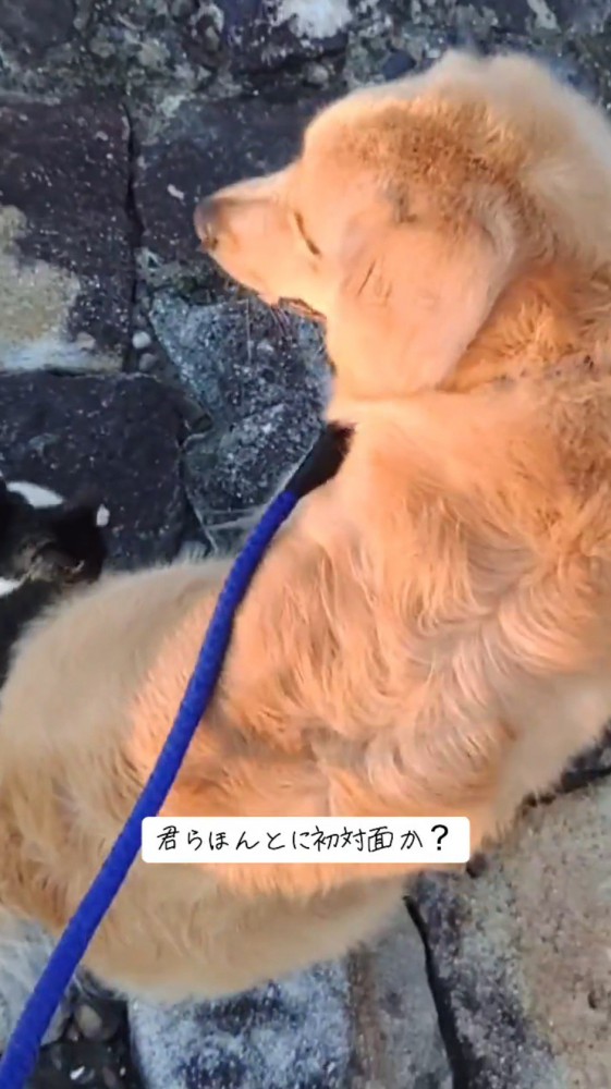 周囲を見まわす犬と、犬に近寄る猫