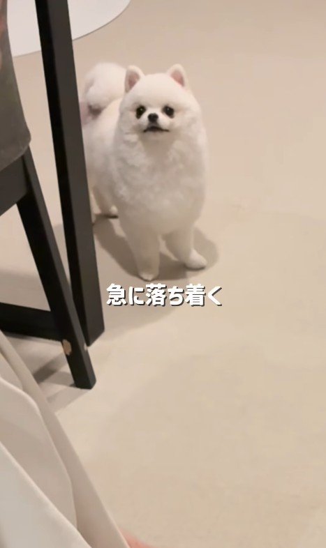 急に興奮が冷めてスンッ