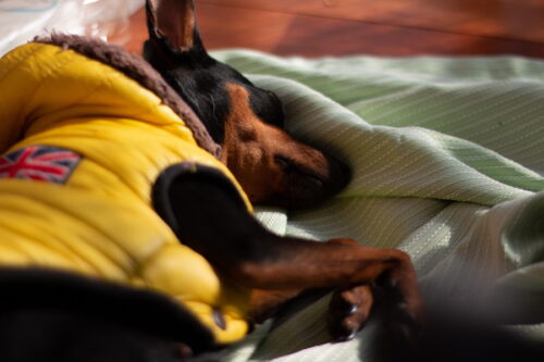 ぐったりする犬