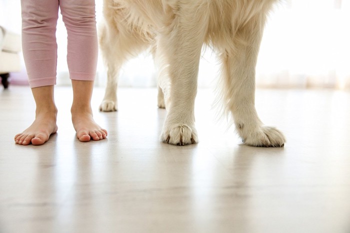 フローリングに立つ犬と子供の足