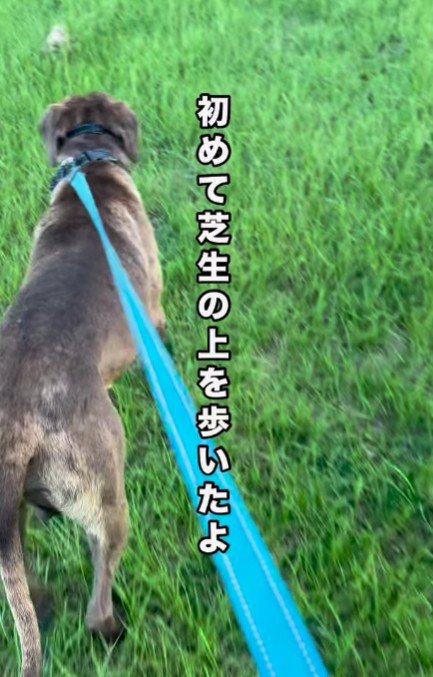 初めての芝生