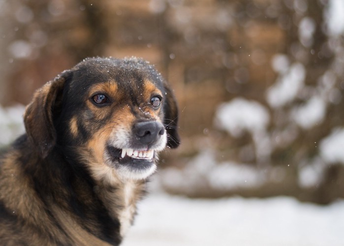 歯を見せて唸る犬