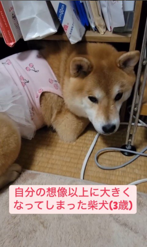 棚に入りたいころんちゃん4