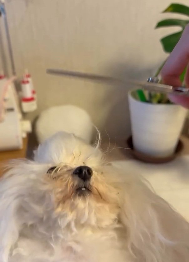 上を向く糸ちゃん