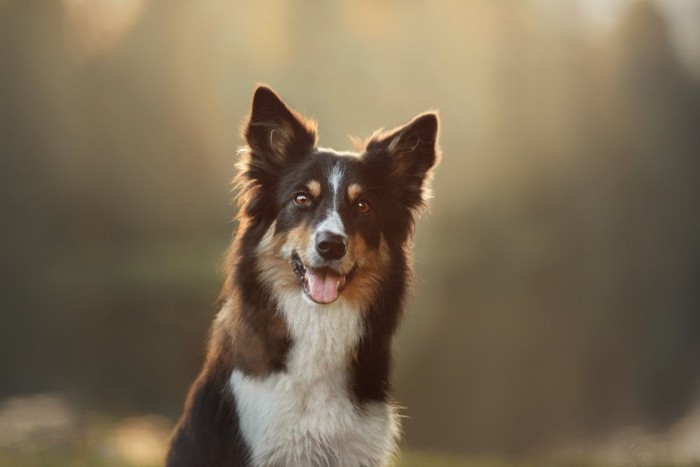 お利口そうな犬