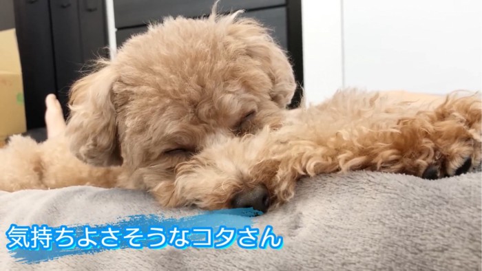 気持ちよさそうに寝る犬