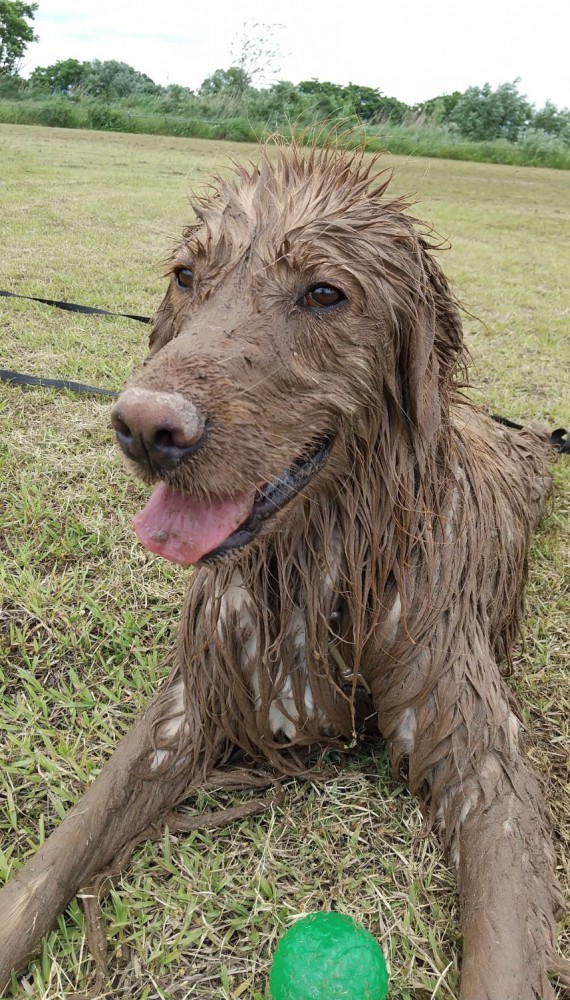 泥に塗れて笑顔の大型犬2
