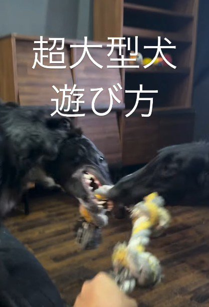 すべてがパワフルで魅力的!!