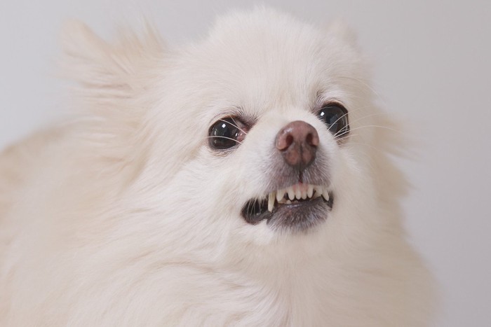 怒る犬の顔のアップ