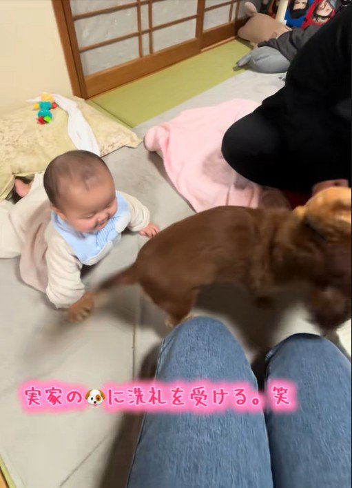 実家のワンコの洗礼を受ける赤ちゃん5