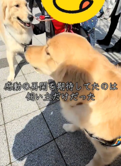 2匹の犬
