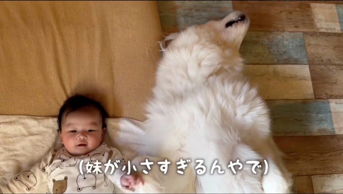 犬と横に並んで寝る赤ちゃん