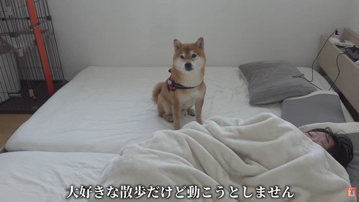 動かないはちくん