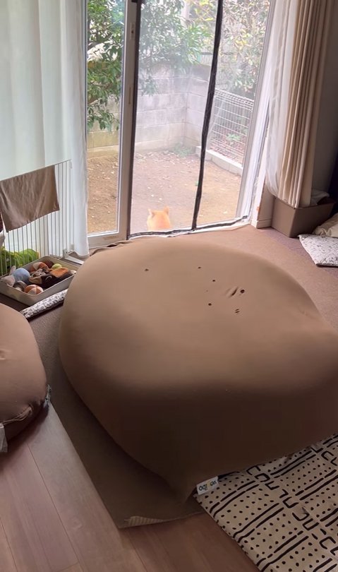 庭にいる柴犬