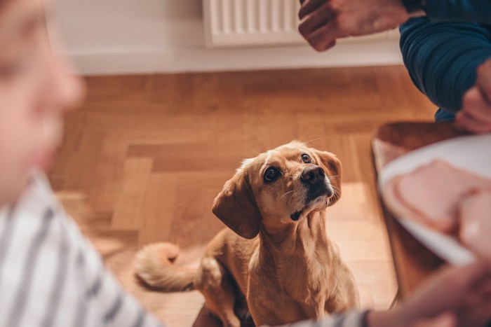 犬に食べ物を与える手